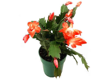 Orange Thanksgiving Cactus, Schlumbergera truncate, Holiday Cactus - Flowering around Thanksgiving, 4" Pot
