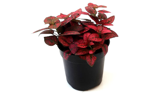 4”-Pot of Red Polka Dot Plants, Hypoestes phyllostachya,Freckle Face Plants – Houseplants, Foliage Plants, Indoor Plants, Home Décor