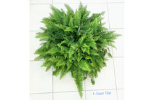 Load image into Gallery viewer, 10” Hanging Basket of Boston Fern, Nephrolepis exaltata &#39;Bostoniensis&#39;, Sword Fern – Vining Plants, Houseplants, Gifts, Air Purifier
