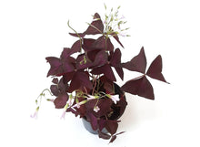 Load image into Gallery viewer, 4&quot; Pot Live Plant - Purple Shamrocks, Oxalis Triangularis, Lucky Plant, Love Plant/Wood Sorrel - House Plant, Flowering Plants, Ground Cover

