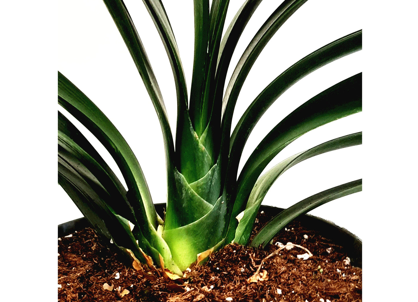 Clivia, Clivia miniate, Bush Lily, Natal Lily, Foliage Plants, Flowering Plants - 6" Pot, Flowering Seasonally
