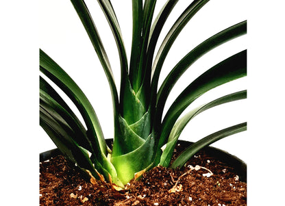 Clivia, Clivia miniate, Bush Lily, Natal Lily, Foliage Plants, Flowering Plants - 6" Pot, Flowering Seasonally