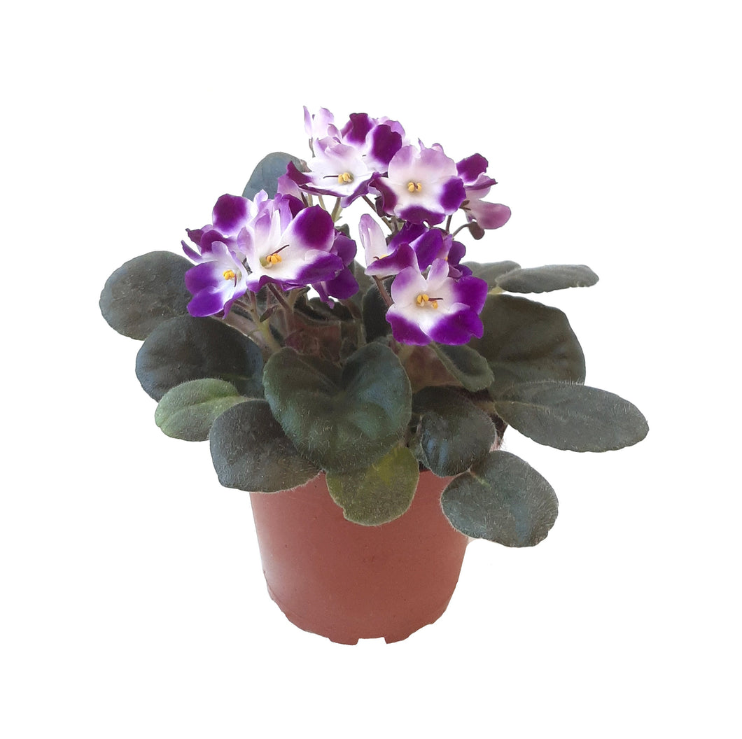 4” African Violet with Flowers of Purple Petals and White Centers, Saintpaulia ionantha – Houseplants, Flowering Plants