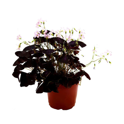 Purple Shamrocks, Oxalis Triangularis, Lucky Plant, Love Plant, Wood Sorrel - 6" Pot, Live Plant, Houseplants, Gift