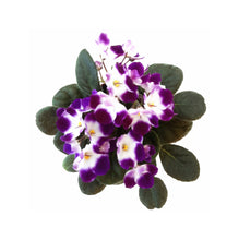 Load image into Gallery viewer, 4” African Violet with Flowers of Purple Petals and White Centers, Saintpaulia ionantha – Houseplants, Flowering Plants

