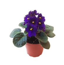 Load image into Gallery viewer, Five 4&quot; African Violet Plants Flowering in Different Colors – Colors May Vary Depending on Availability
