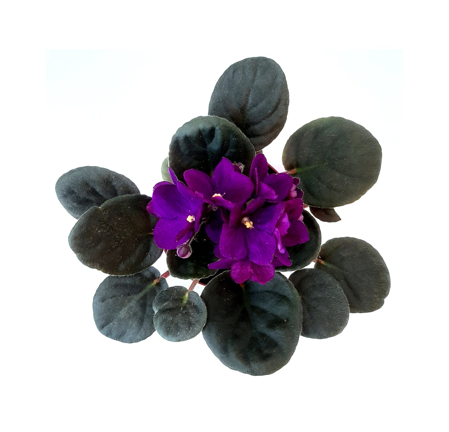 4" African Violet, Dark Purple Flowers, Saintpaulia ionantha + FREE HEATPACK