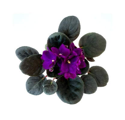 4" African Violet, Dark Purple Flowers, Saintpaulia ionantha + FREE HEATPACK