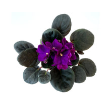 Load image into Gallery viewer, 4&quot; African Violet, Dark Purple Flowers, Saintpaulia ionantha
