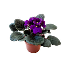 Load image into Gallery viewer, 4&quot; African Violet, Dark Purple Flowers, Saintpaulia ionantha
