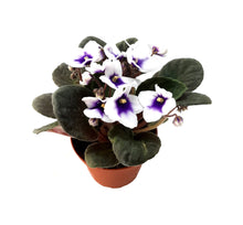 Load image into Gallery viewer, 4” African Violet with Flowers of White Petals and Blue Centers, Saintpaulia ionantha – Houseplants, Flowering Plants, Perennials
