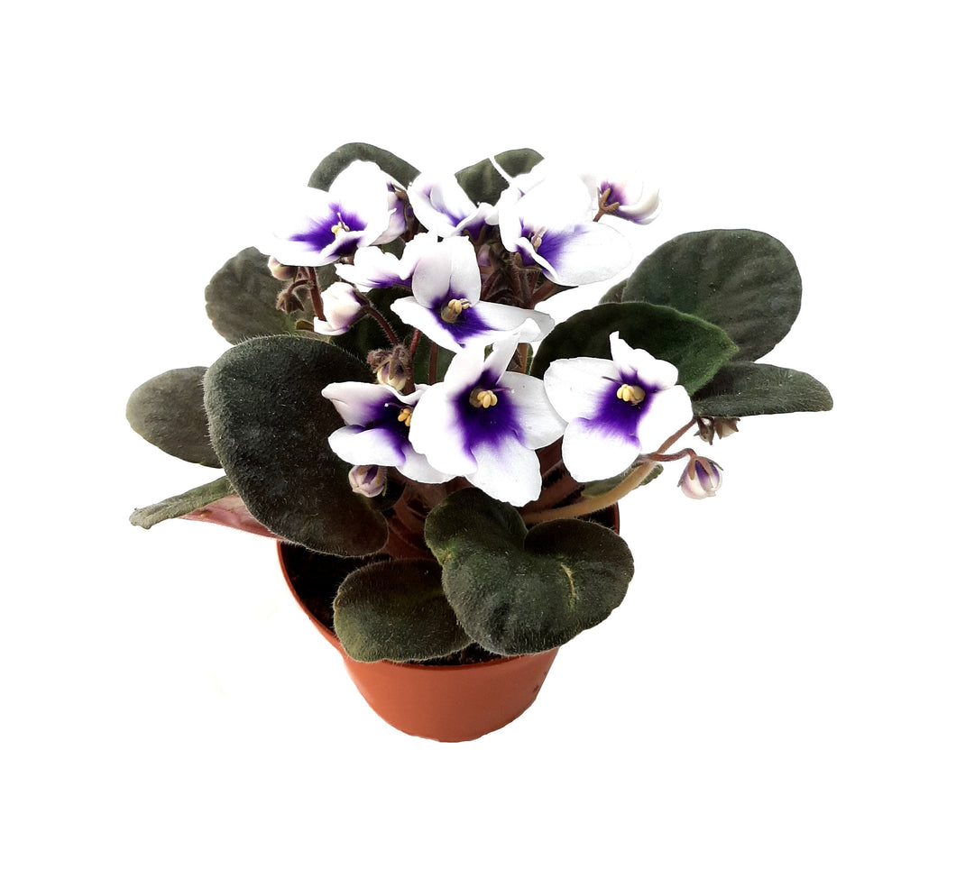4” African Violet with Flowers of White Petals and Blue Centers, Saintpaulia ionantha – Houseplants, Flowering Plants, Perennials