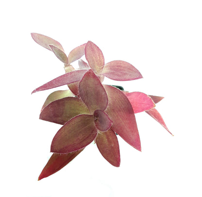 2.5" Wandering Jew Purple Heart, Tradescantia pallida 'Purple Heart'