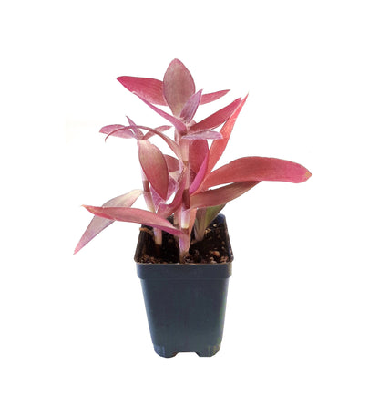 2.5" Wandering Jew Purple Heart, Tradescantia pallida 'Purple Heart'