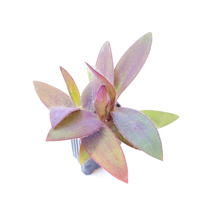2.5" Wandering Jew Purple Heart, Tradescantia pallida 'Purple Heart'