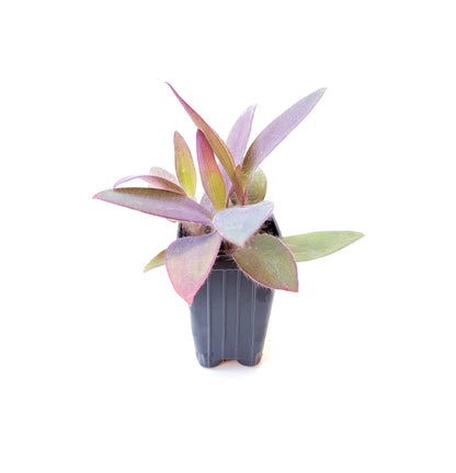 2.5" Wandering Jew Purple Heart, Tradescantia pallida 'Purple Heart'