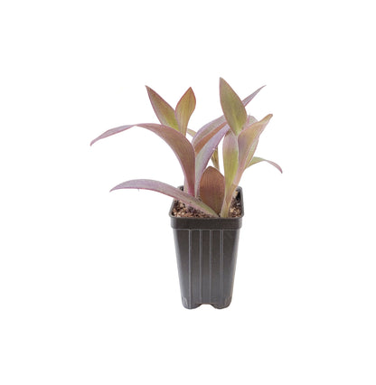 2.5" Wandering Jew Purple Heart, Tradescantia pallida 'Purple Heart'