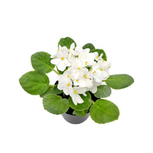 Load image into Gallery viewer, 4&quot; African Violet with White Flowers, Saintpaulia ionantha – Houseplants, Flowering Plants, Perennials
