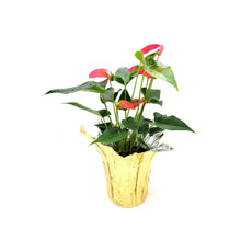 Load image into Gallery viewer, 6” Anthurium, Anthurium andraeanum, Flamingo Flower, Laceleaf, Tailflower – Best Holiday Gift Pick
