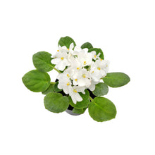 Load image into Gallery viewer, 4&quot; African Violet with White Flowers, Saintpaulia ionantha – Houseplants, Flowering Plants, Perennials
