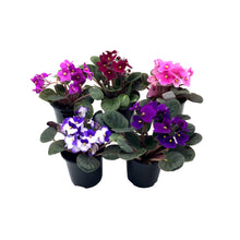 Load image into Gallery viewer, Five 4&quot; African Violet Plants Flowering in Different Colors – Colors May Vary Depending on Availability
