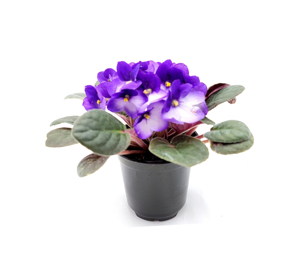 4” African Violet with Blue-White Flowers, Saintpaulia ionantha – Houseplants, Flowering Plants, Perennials