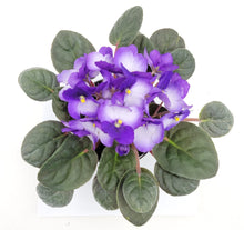Load image into Gallery viewer, 4” African Violet with Blue-White Flowers, Saintpaulia ionantha – Houseplants, Flowering Plants, Perennials
