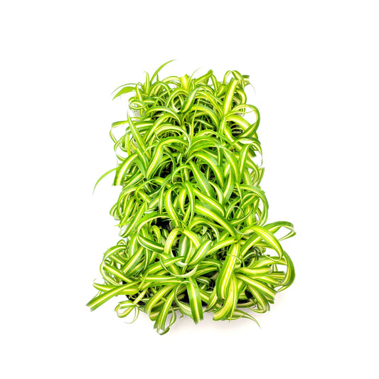Wholesale, Bulk  Bonnie Curly Spider Plant, Chlorophytum comosum, Air Purifiers for Volume Discount, Group Order, Retail - 6 3.5" Pots