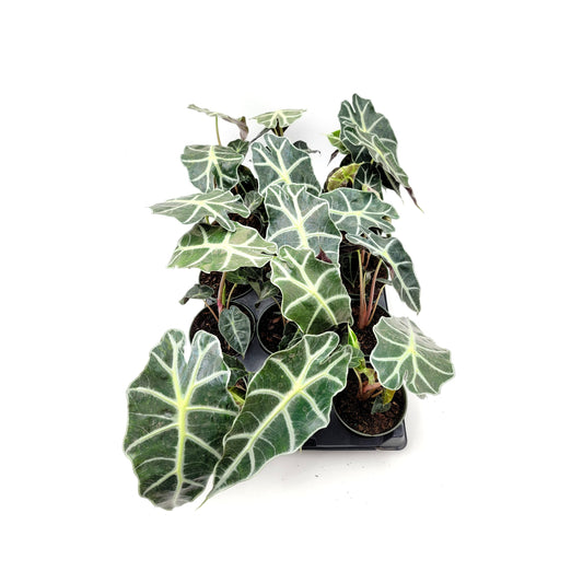Wholesale Plants, Bulk  African Mask Plant, Alocasia Polly, Elephant's Ear Plant  for Volume Discount, Group Order, Air Cleaner - 6 4" Pots