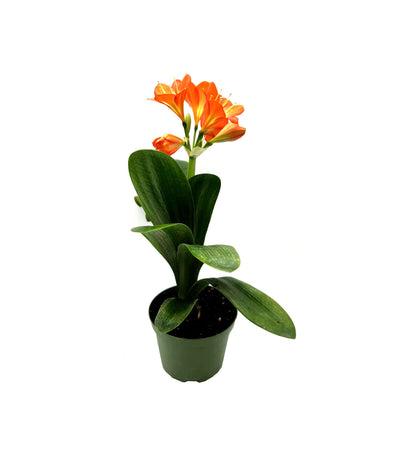Clivia, Clivia miniate, Bush Lily, Natal Lily, Foliage Plants, Flowering Plants - 6" Pot, Flowering Seasonally
