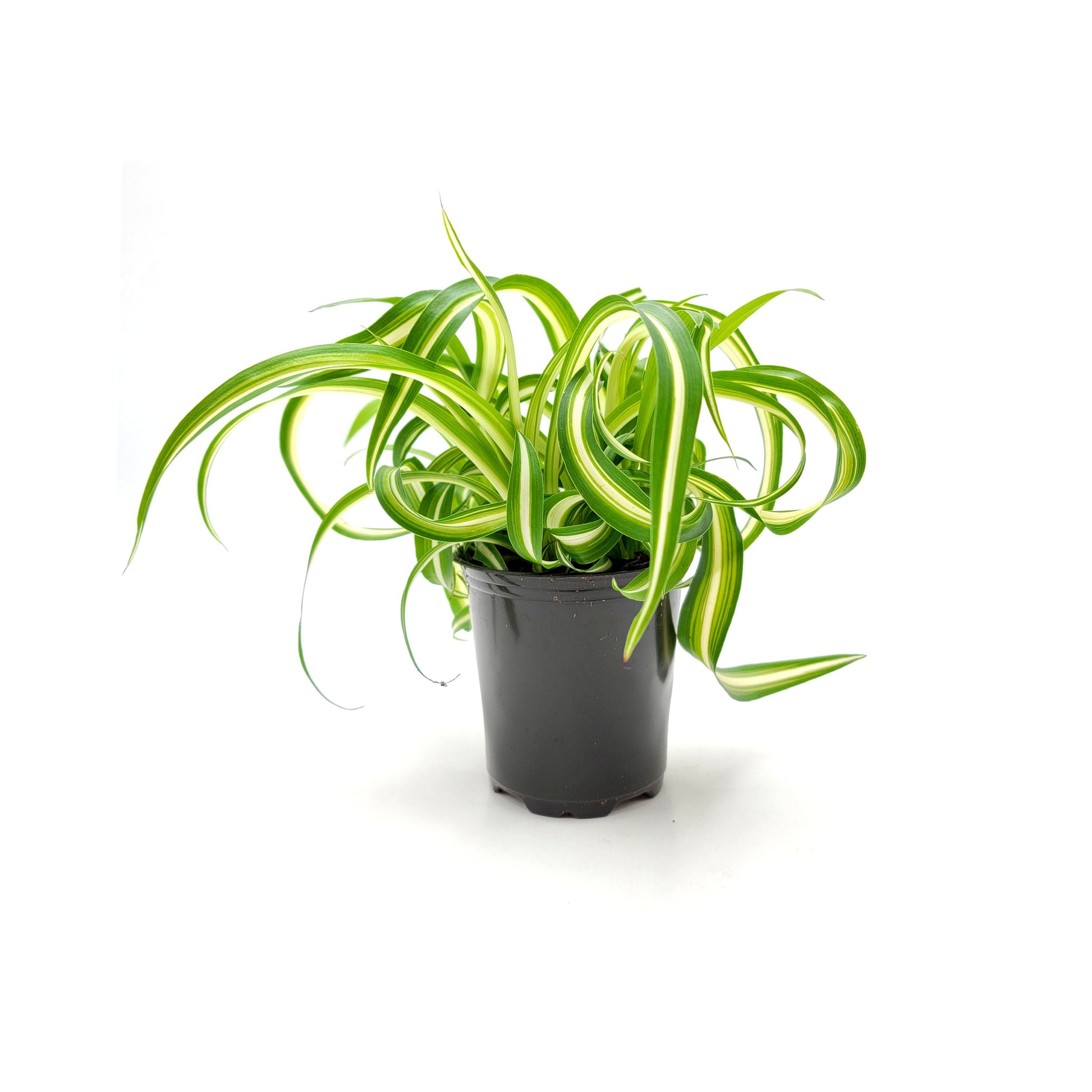 curling spider plant 3.5”-pot Bonnie Curly Spider Plant, Chlorophytum comosum, Airplane Pla – Wonderland Flora