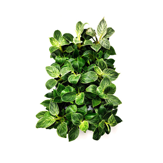 Wholesale Plants, Bulk Philodendron Birkin for Volume Discount, Group Order, Retail – 6 4" Pots