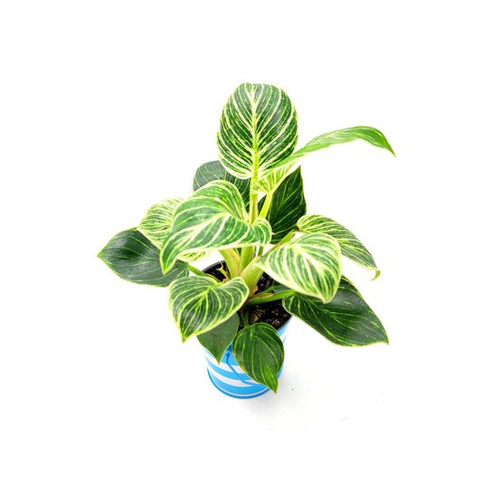 Philodendron birkin, White Wave Plant – Houseplant, Foliage Plant, Home Décor, Office Décor, Gift Plant - in a 4” Colorful Bucket Planter