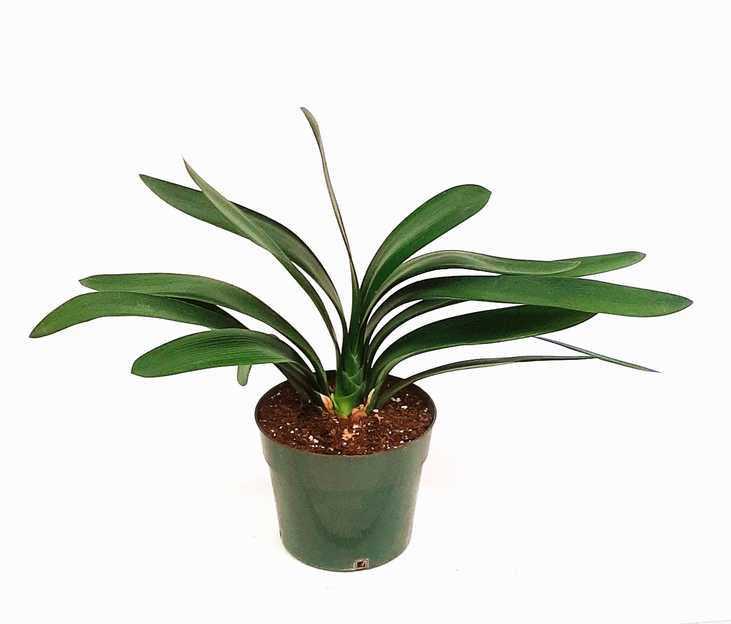 Clivia, Clivia miniate, Bush Lily, Natal Lily, Foliage Plants, Flowering Plants - 6" Pot, Flowering Seasonally