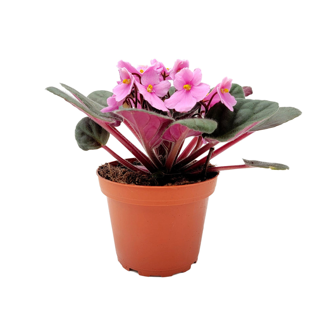 4” African Violet with Light Pink Flowers, Saintpaulia ionantha – Houseplants, Flowering Plants, Perennials