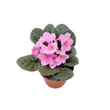 Load image into Gallery viewer, 4” African Violet with Light Pink Flowers, Saintpaulia ionantha – Houseplants, Flowering Plants, Perennials
