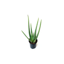 Load image into Gallery viewer, 4&quot; Pot of Aloe Vera, Burn Aloe, True Aloe, Succulent, Houseplant, Low Maintenance Plant
