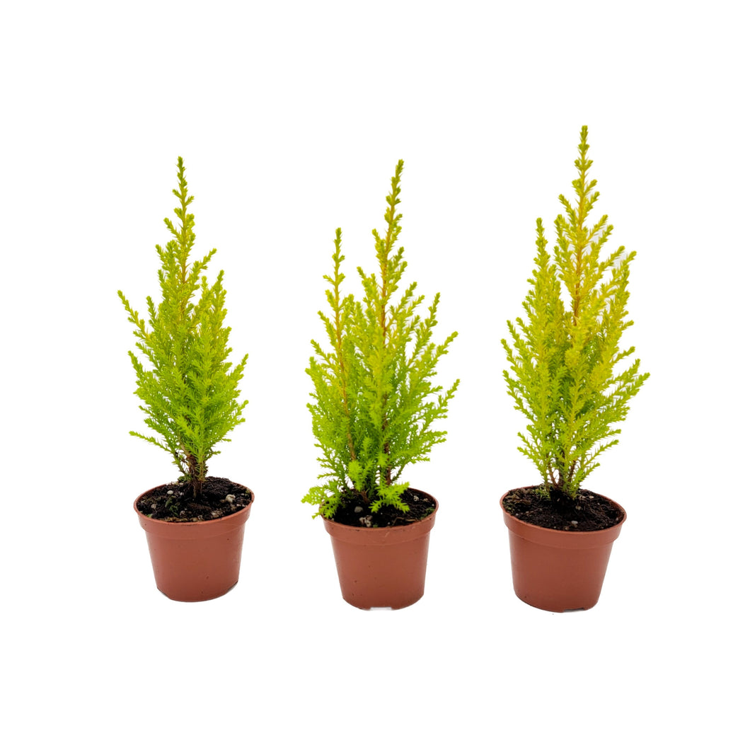 Starter of Lemon Cypress Tree, Cupressus macrocarpa, Goldcrest Cypress – Lemon Fragrance, Bonsai Tree – 2.5” Pot