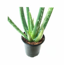 Load image into Gallery viewer, 4&quot; Pot of Aloe Vera, Burn Aloe, True Aloe, Succulent, Houseplant, Low Maintenance Plant
