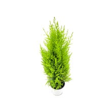 Load image into Gallery viewer, 4.5&quot;-Pot Lemon Cypress Tree, Cupressus macrocarpa, Goldcrest Cypress – Lemon Fragrance, Indoor Trees, Bonsai Trees, Holiday Gift
